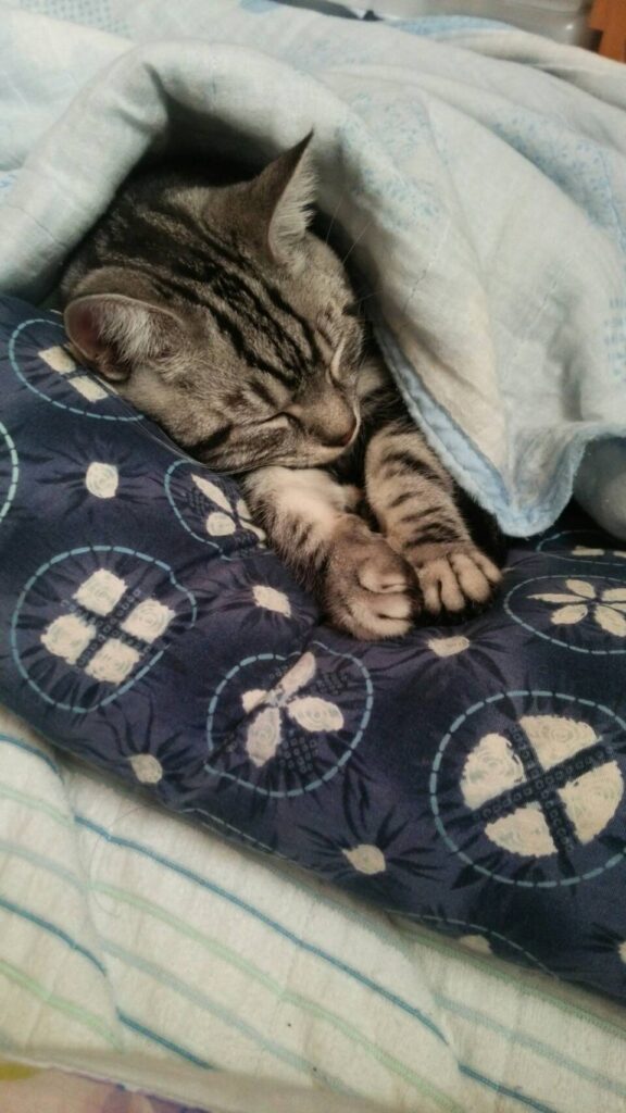 普段のシュシュくんの様子②（@n895359さんより提供）