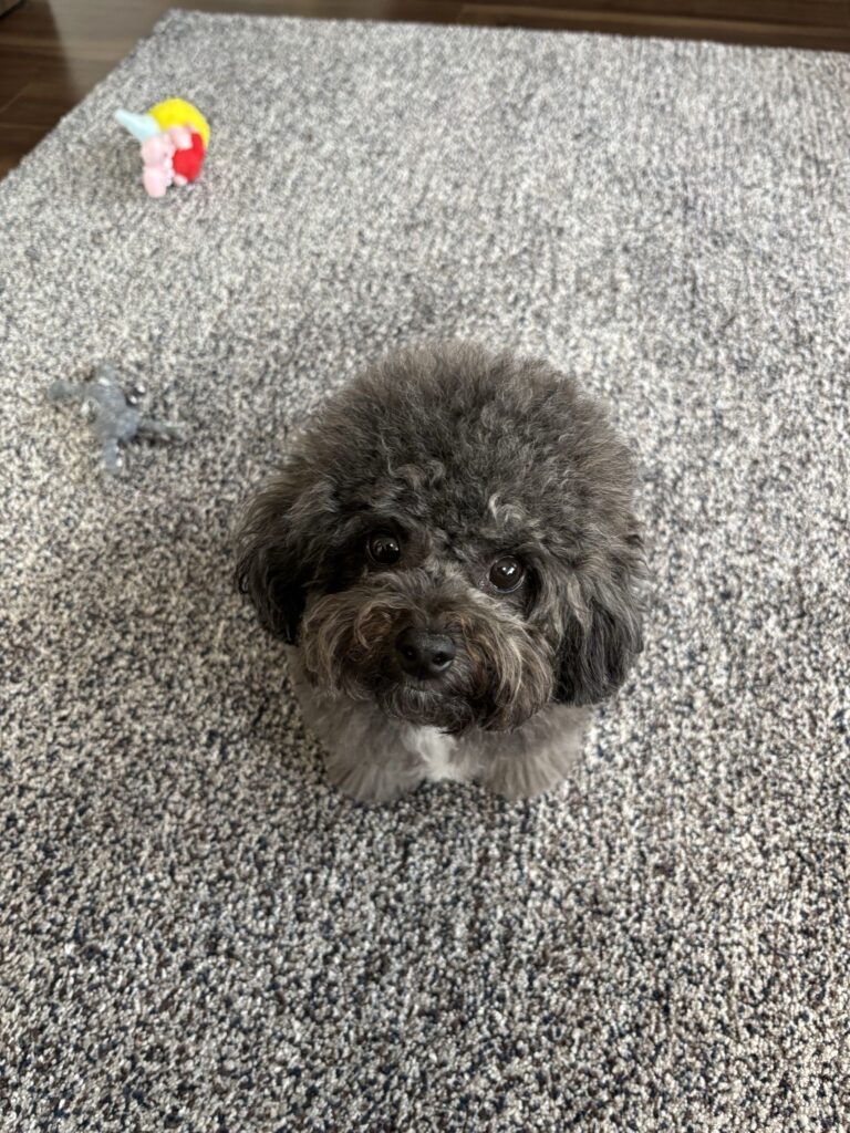 普段の様子②（＠thinking_amuさんより提供）