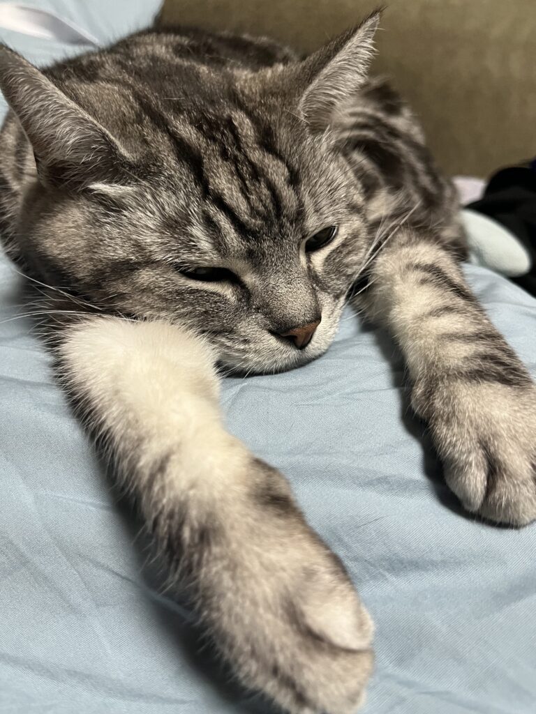 普段のシュシュくんの様子③（@n895359さんより提供）