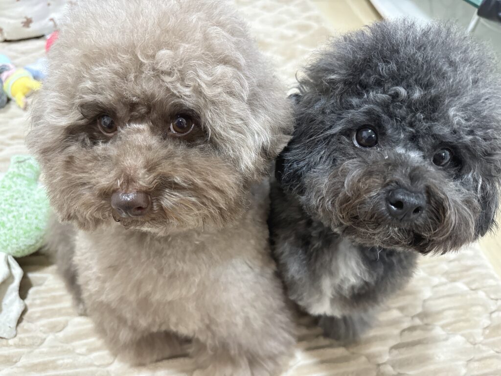 普段の様子③（＠thinking_amuさんより提供）