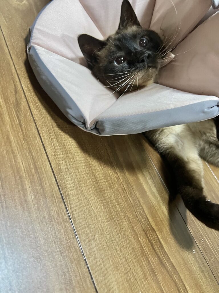 エリザベスカラーは欠かせない（@kogekogemarukogeさんより提供）