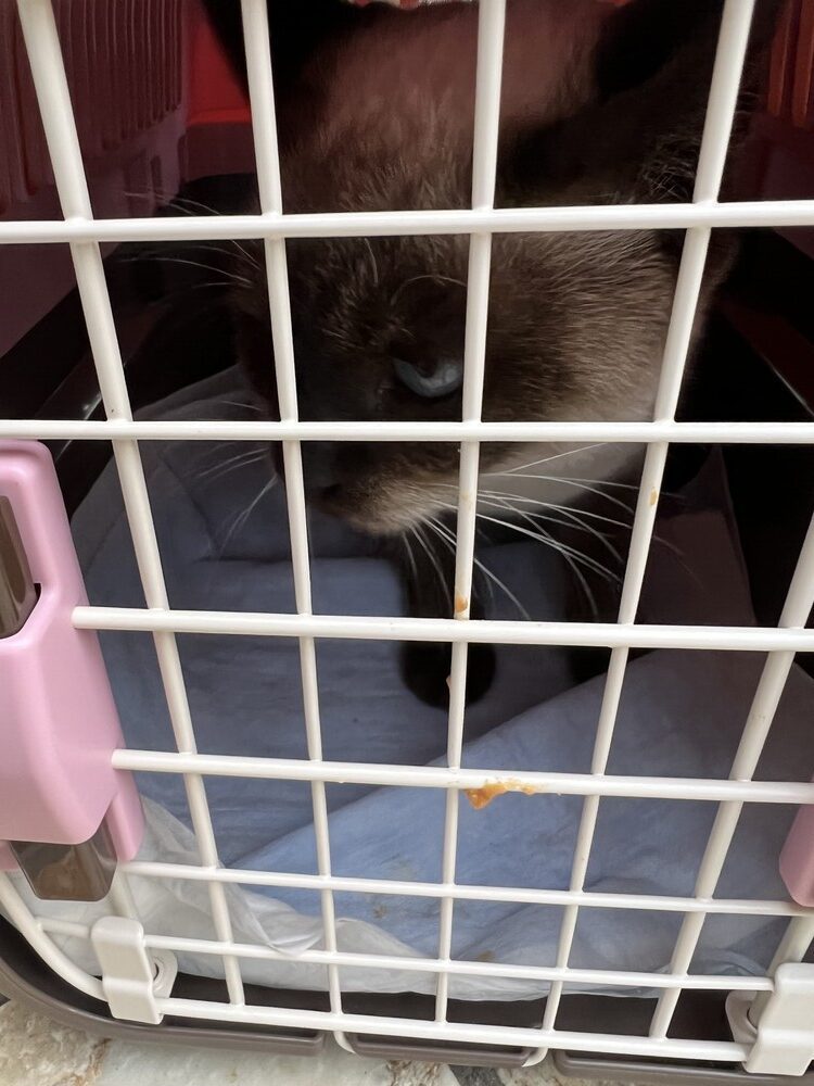 最初は義実家でお世話（@kogekogemarukogeさんより提供）