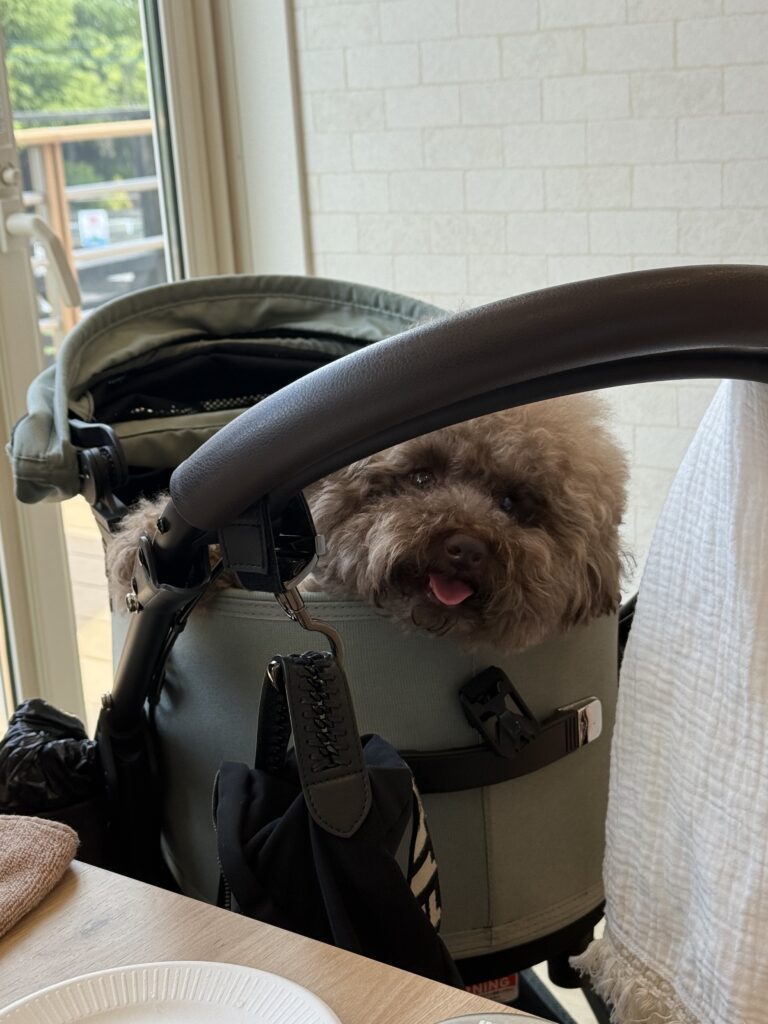 普段の様子④（＠thinking_amuさんより提供）