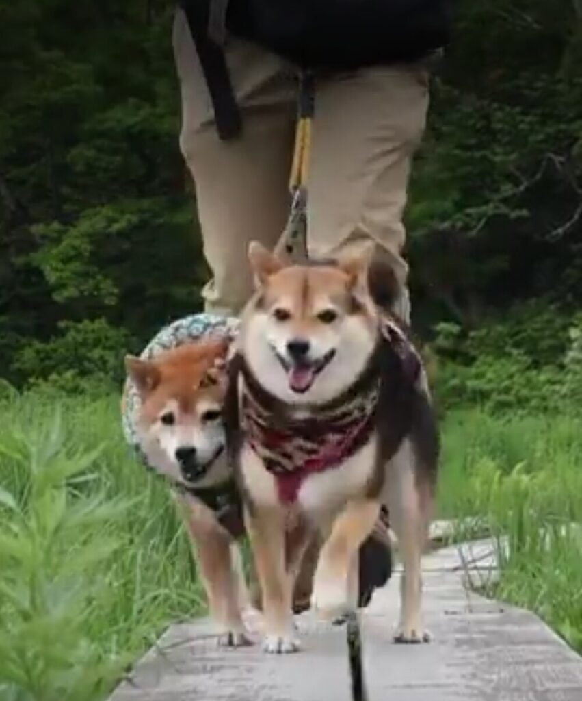 【実際の写真４枚】　飼い主さんが見た光景