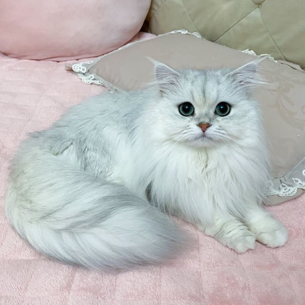 現在のロイズくん（＠corone_ragdollさんより提供）