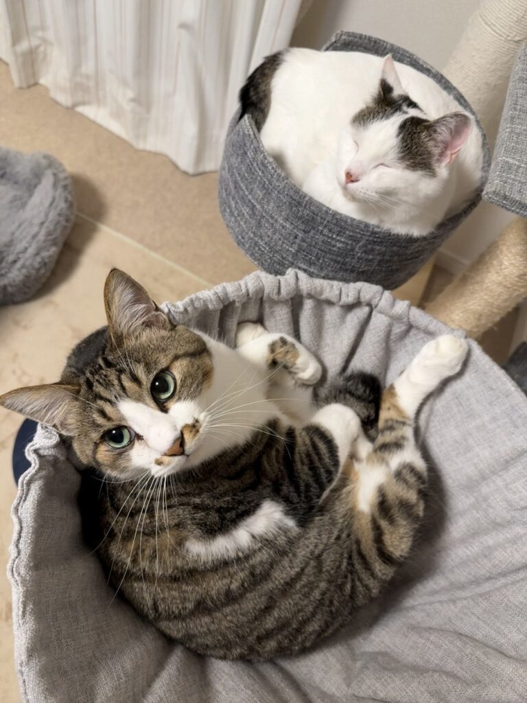 先住猫の近くで寝たい（@okaka.soboro.onigiriさんより提供）