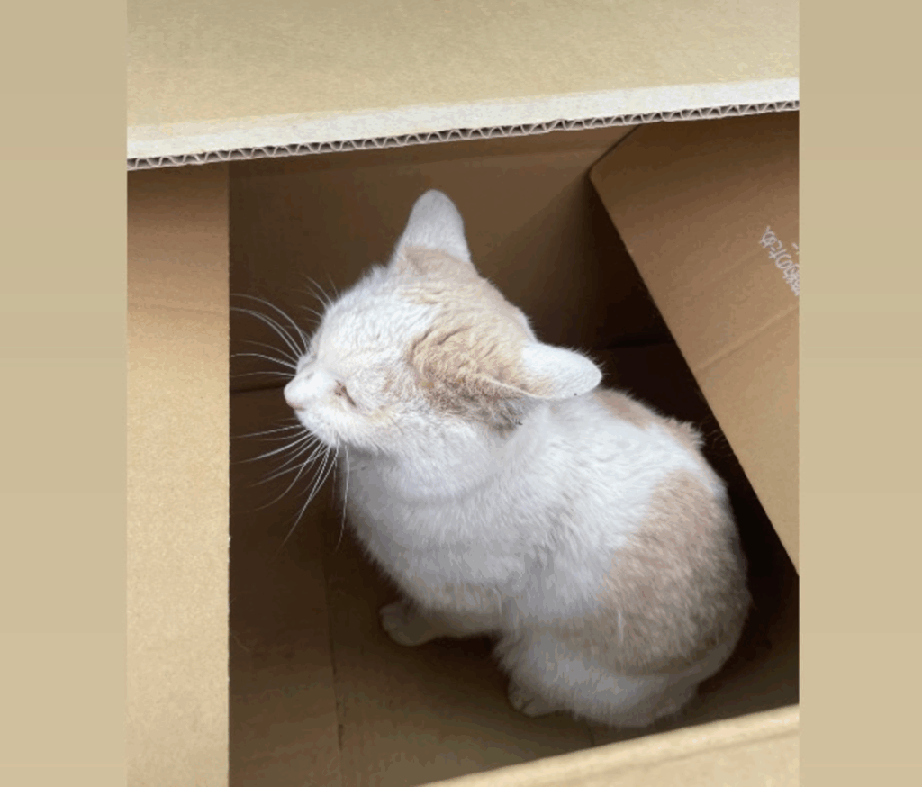 【実際の写真5枚】　2年後の様子