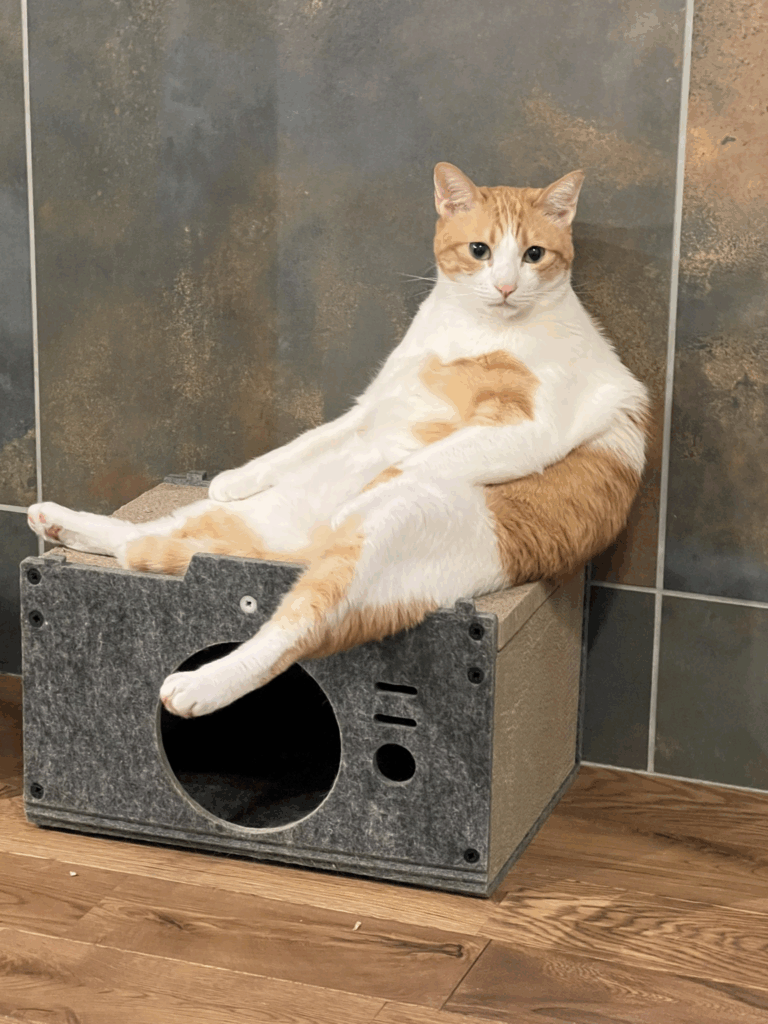 普段のぽーくん②（@kk26647297さんより提供）