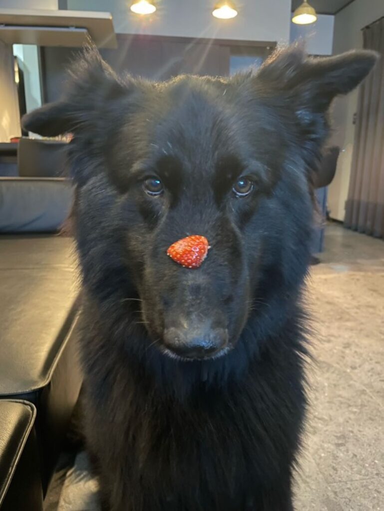 鼻の上に…（＠s002995さんより提供）