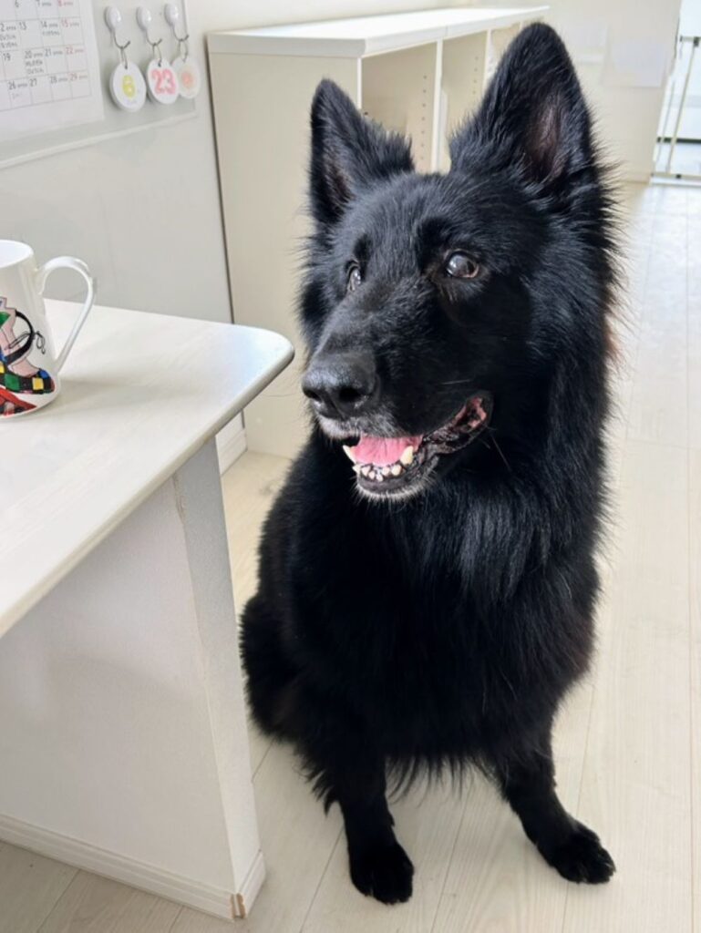 書斎で撮った最近のエクくん（＠s002995さんより提供）