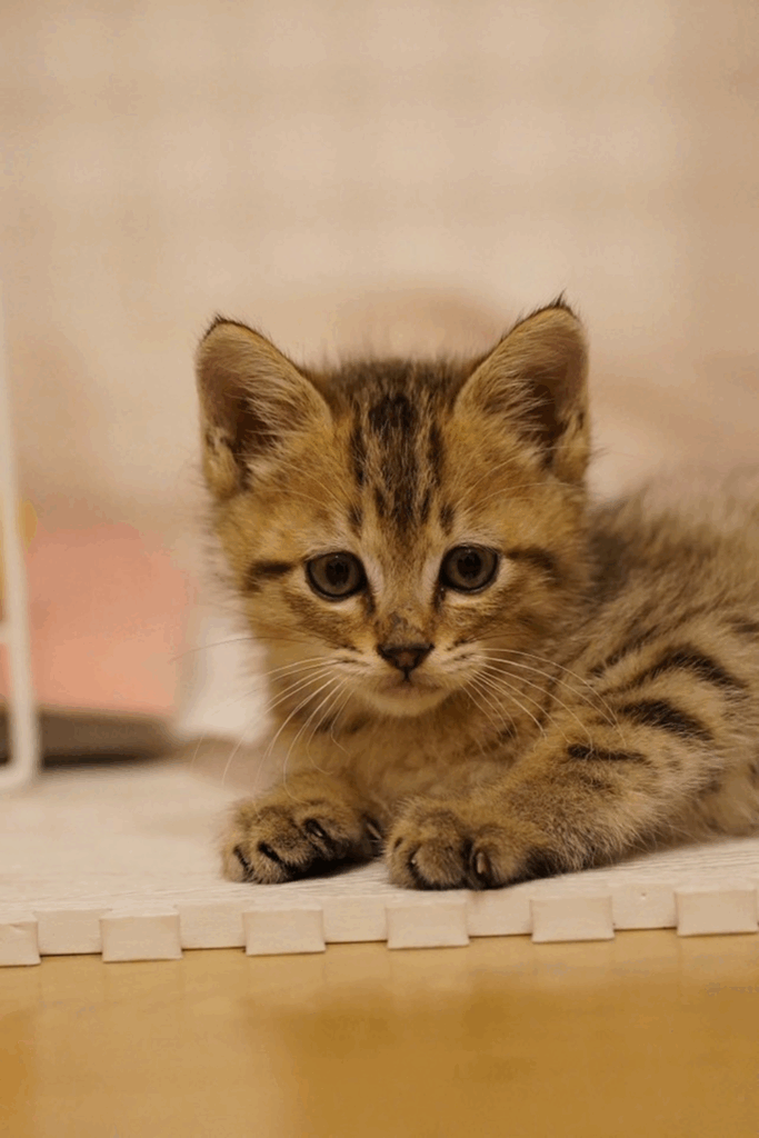 てんちゃん（＠mayoineko0507さんより提供）
