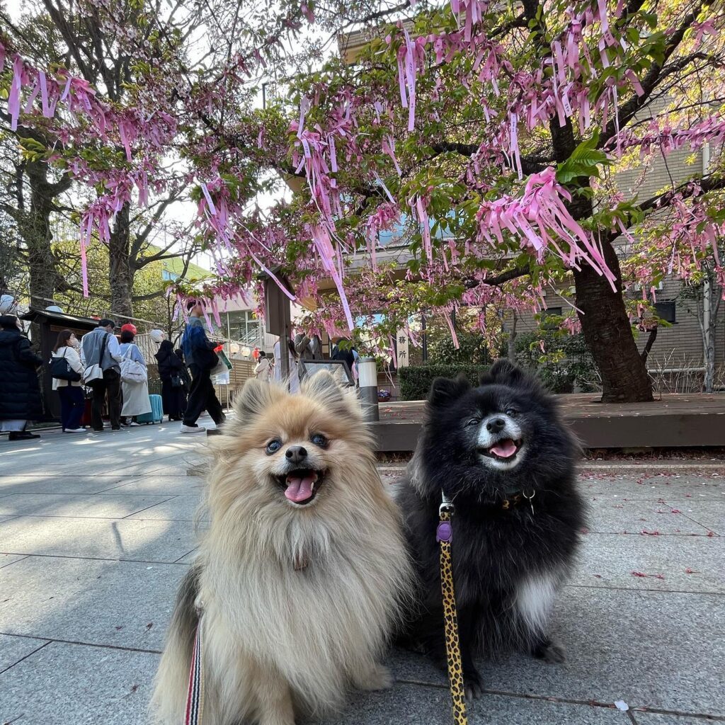 仲良しなふたり（@kmayka_さんより提供）