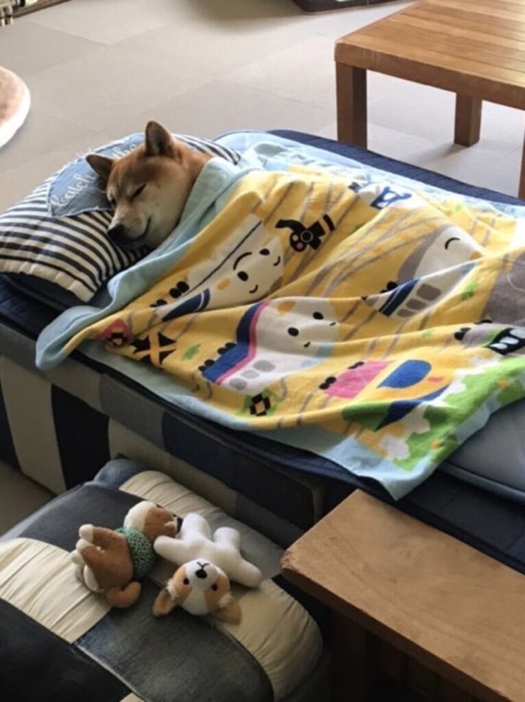 一緒に寝るのが幸せ（@esuenuesukowaiさんより提供）