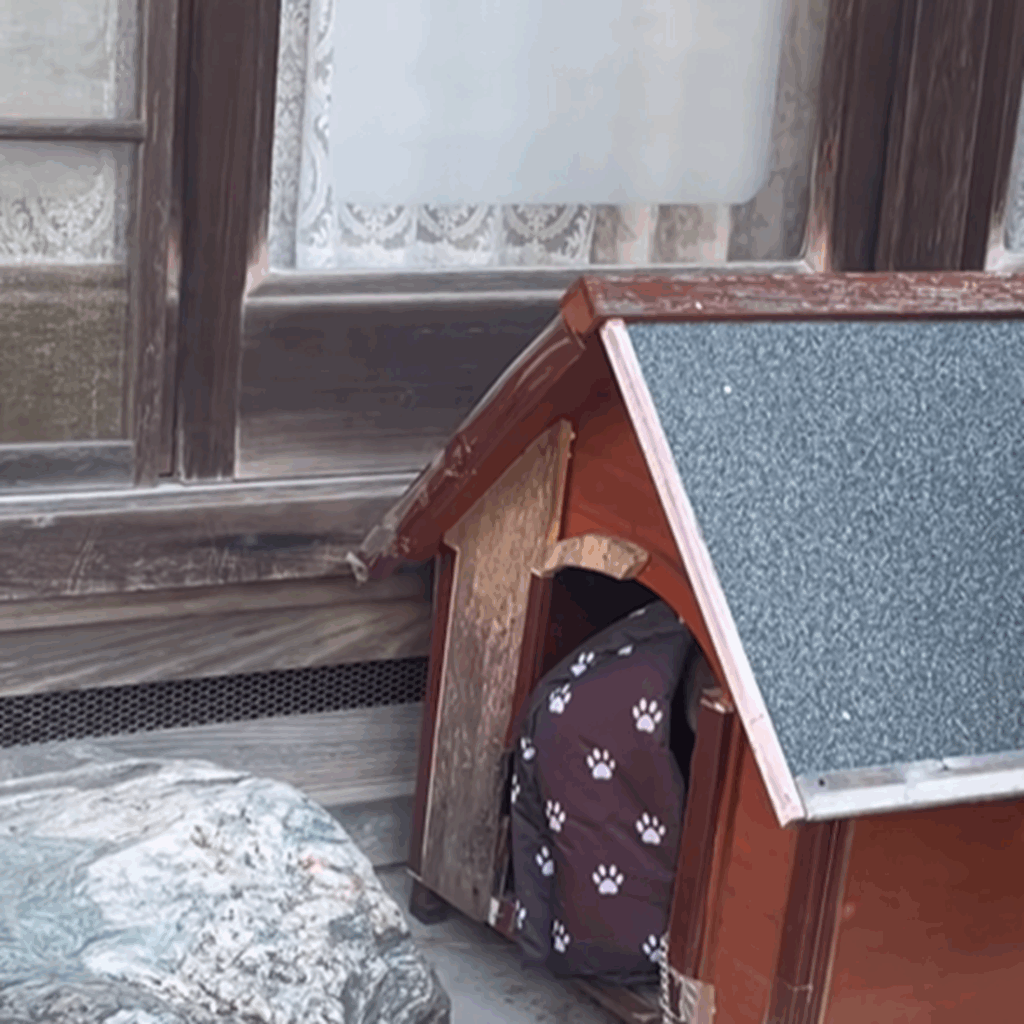 小屋の中でかくれんぼ？（＠koomameeさんより提供）