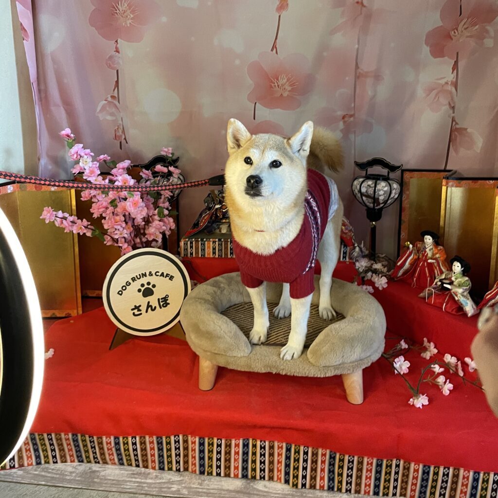 【実際の写真5枚】　飼い主さんが見た光景