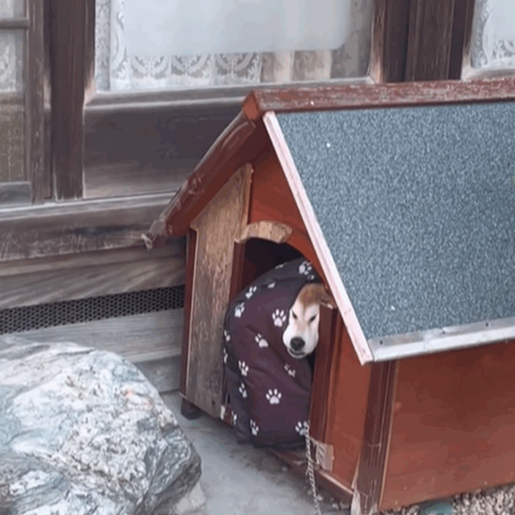 しまった！出られない…（＠koomameeさんより提供）