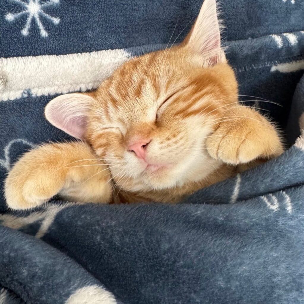 【実際の写真7枚】　飼い主さんが見た光景