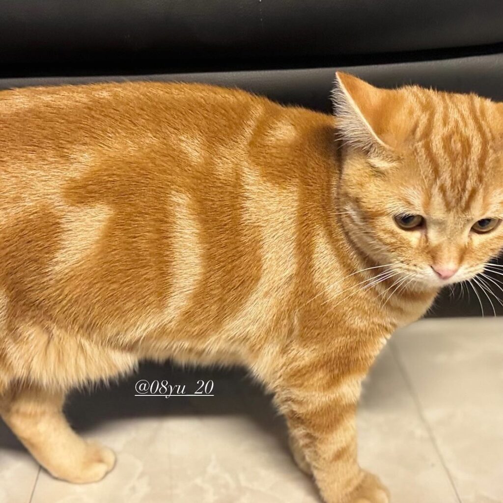 猫ちゃんの脇腹に“の”の文字が…（＠08yu_20さんより提供）