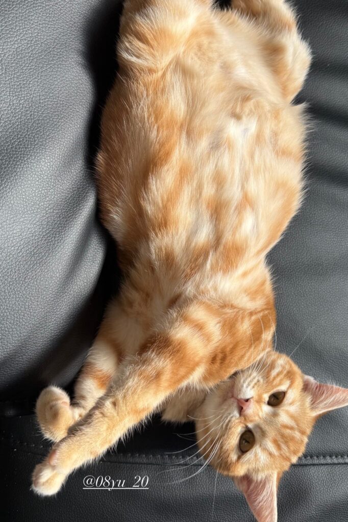 病気の影響でお腹がパンパンに（＠08yu_20さんより提供）