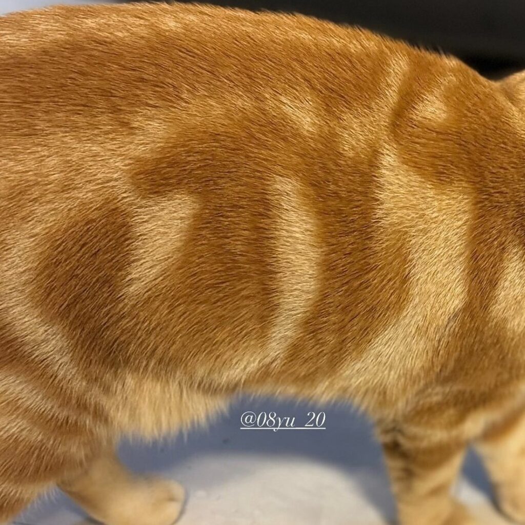 筆で書いたように達筆な“の”（＠08yu_20さんより提供）