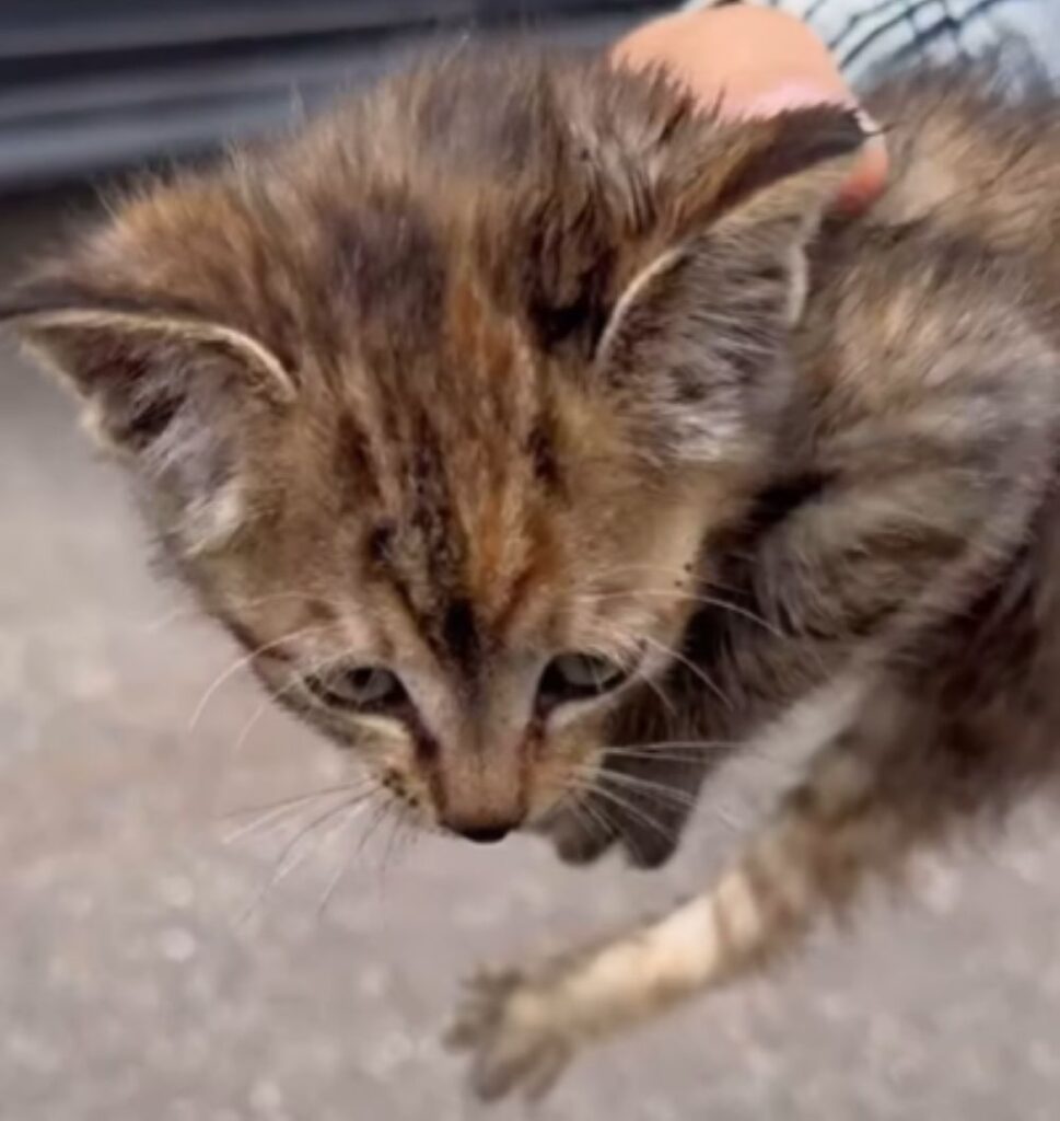 生後2ヶ月くらいの子猫（＠sinjyu_yozoraさんより提供）