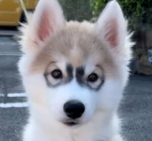 メガネをかけたワンコ　→その後、成長した姿に「あかーん！」「たまらんです」「美形に成長」「イケワン」