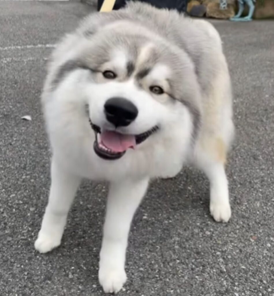 メガネ柄がわからなくなりました（＠idea_animal_hospitalさんより提供）