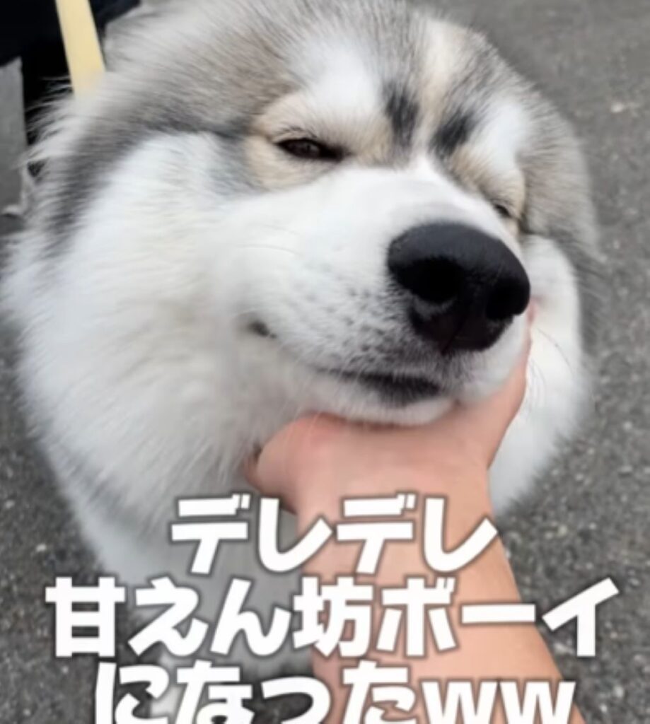 甘えん坊な様子（＠idea_animal_hospitalさんより提供）