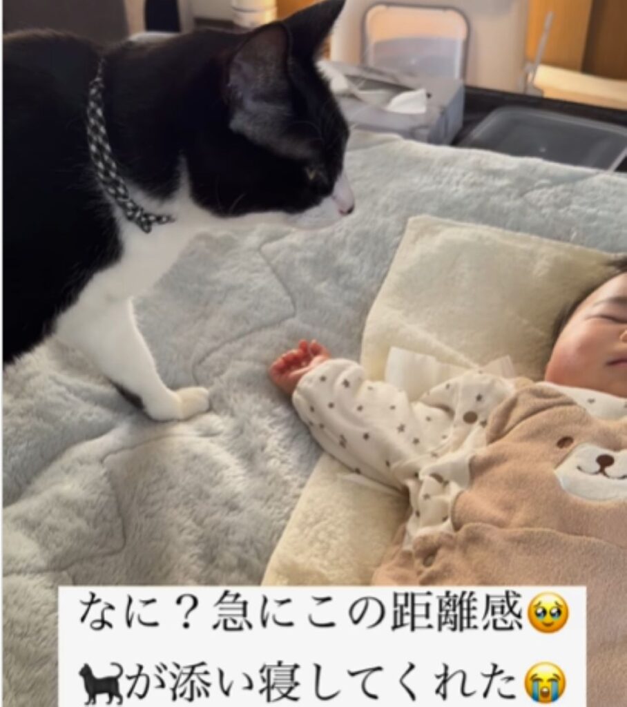 赤ちゃんを見つめるいちくん（＠hachiware_2catsさんより提供）