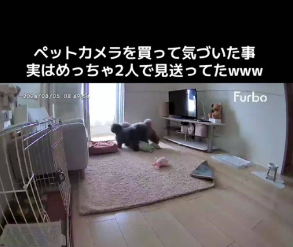 飼い主さんが出かけると…（＠thinking_amuさんより提供）