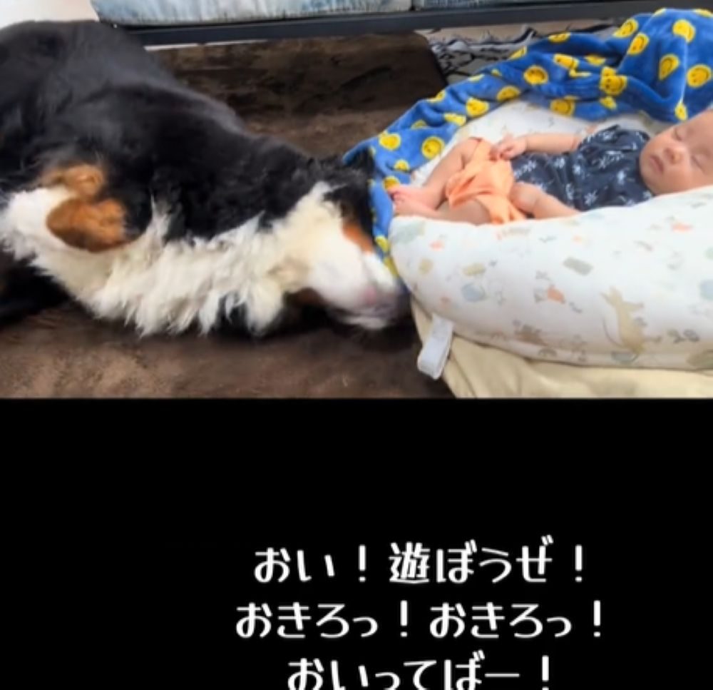 起こしたいとらじろうくん（＠torachan_0830さんより提供）