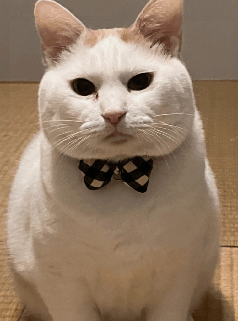 今ではすっかり貫禄ある姿に（@my.stylist.mjさんより提供）