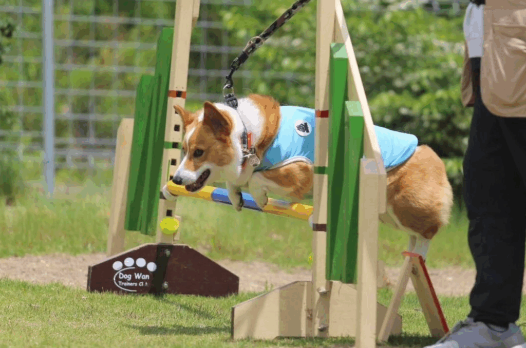 上手に跳び越えるアインくん（＠ein2601さんより提供）