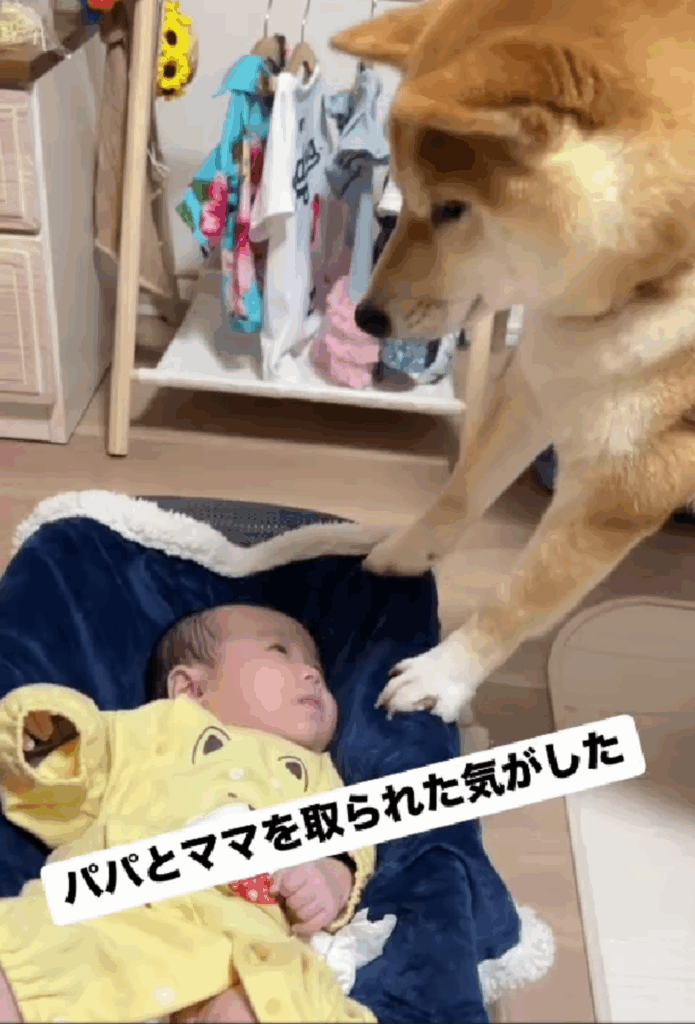 甘えん坊の柴犬が…？（@shibainu_amemaruさんより提供）