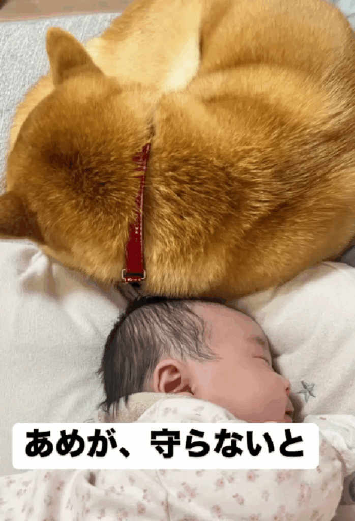 優しく添い寝（@shibainu_amemaruさんより提供）