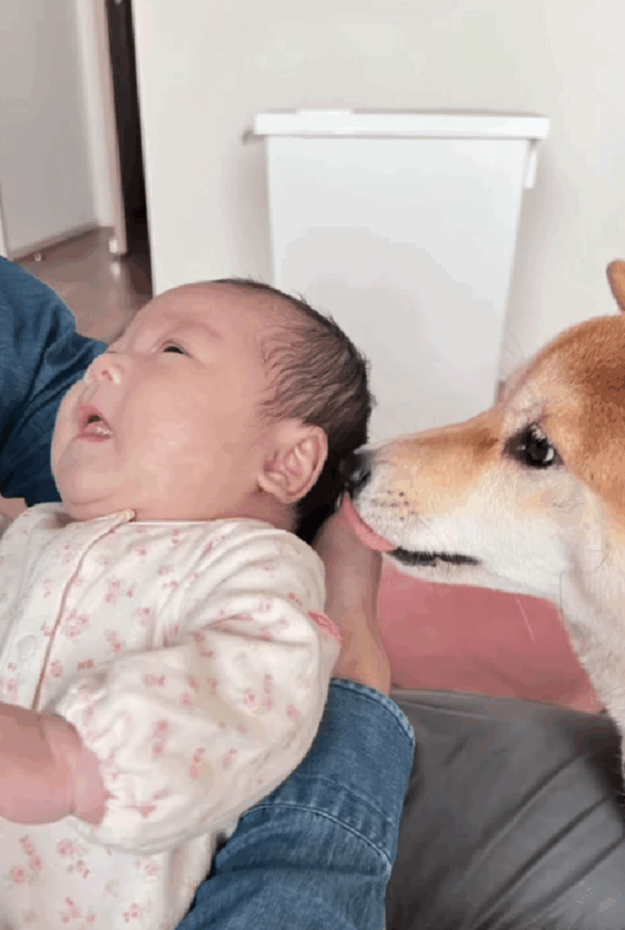 赤ちゃんを見守るあめまるくん（@shibainu_amemaruさんより提供）