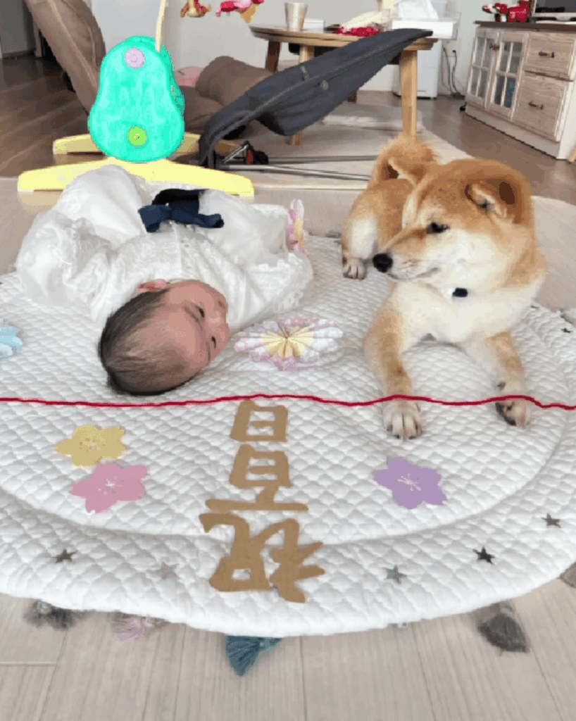 すっかり兄妹のよう（@shibainu_amemaruさんより提供）