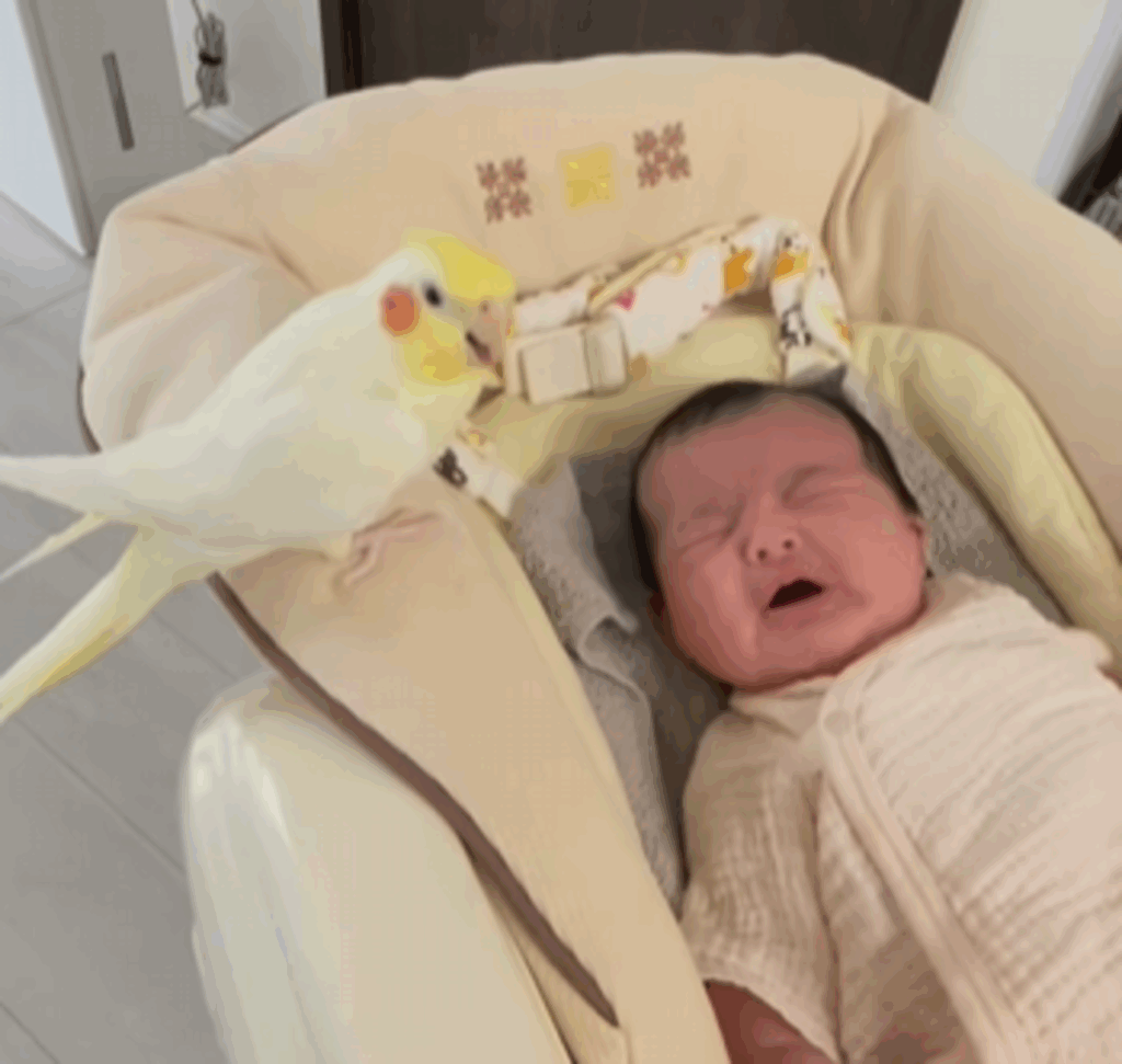 赤ちゃんを見守るガビルくん（@koooooo.chanさんより提供）