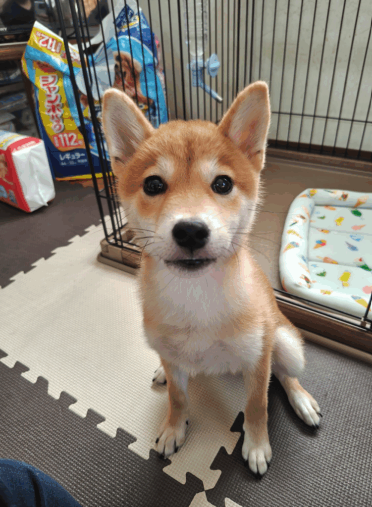 はるくん（＠kansaiaさんより提供）