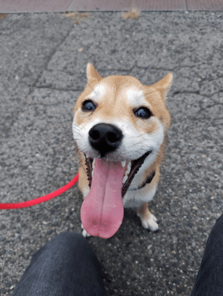 はるくん（＠kansaiaさんより提供）