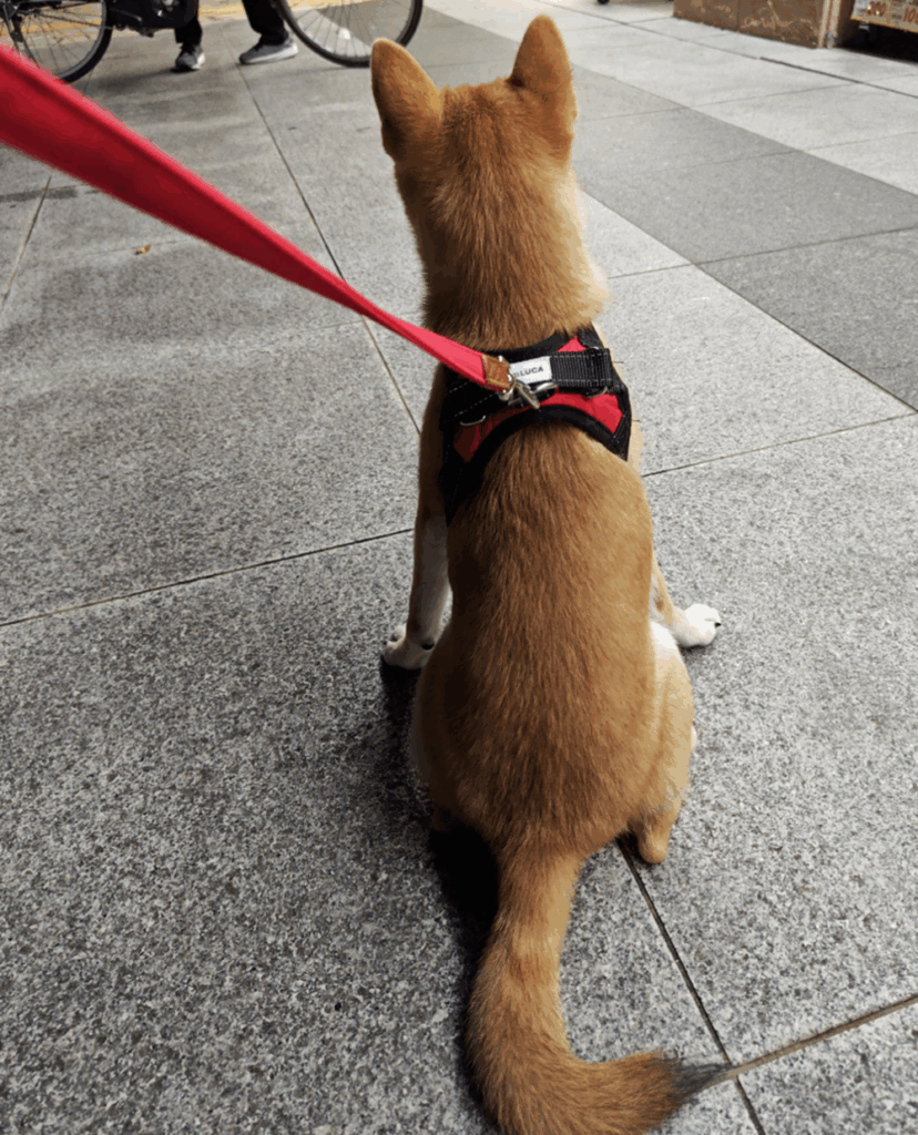 【実際の写真8枚】　１年後の様子