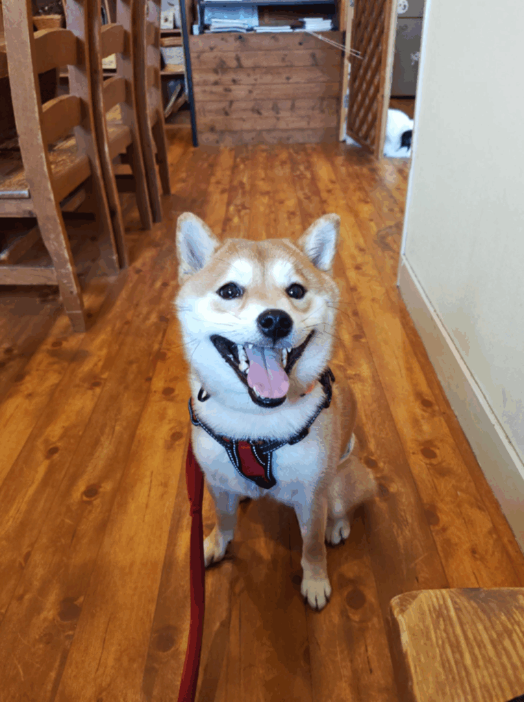 現在のはるくん（＠kansaiaさんより提供）