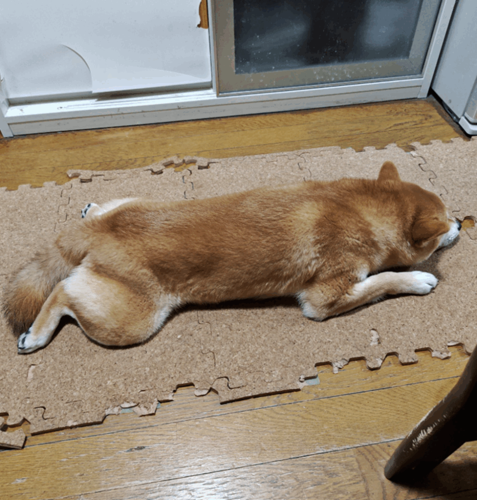 現在のはるくん（＠kansaiaさんより提供）