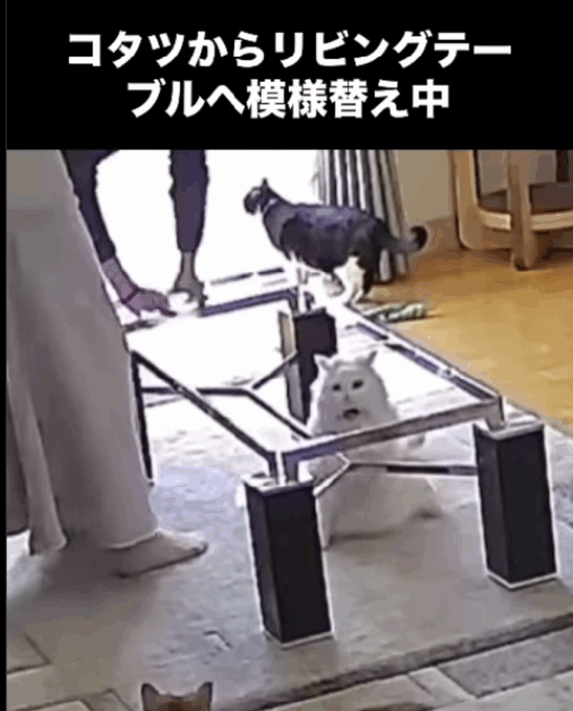 コテンと転がったるとくん（@jim_zaki22さんより提供）