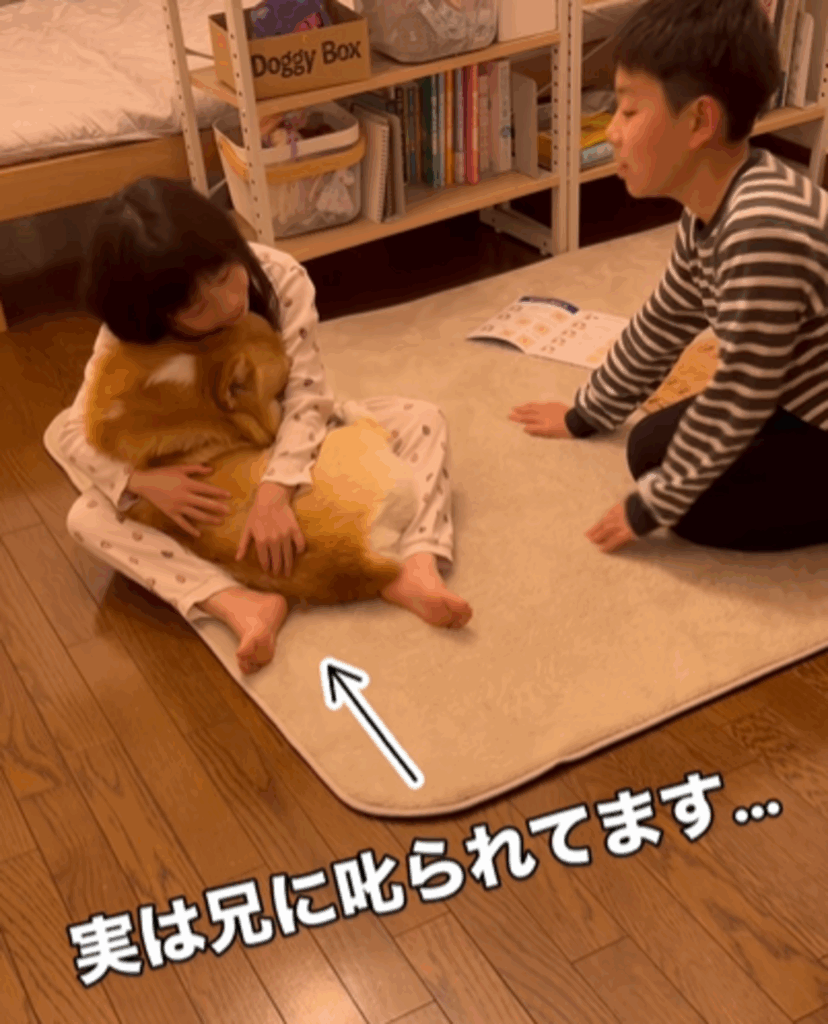 お兄ちゃんの将棋を邪魔しちゃったジノくん（@jino_corgiさんより提供）