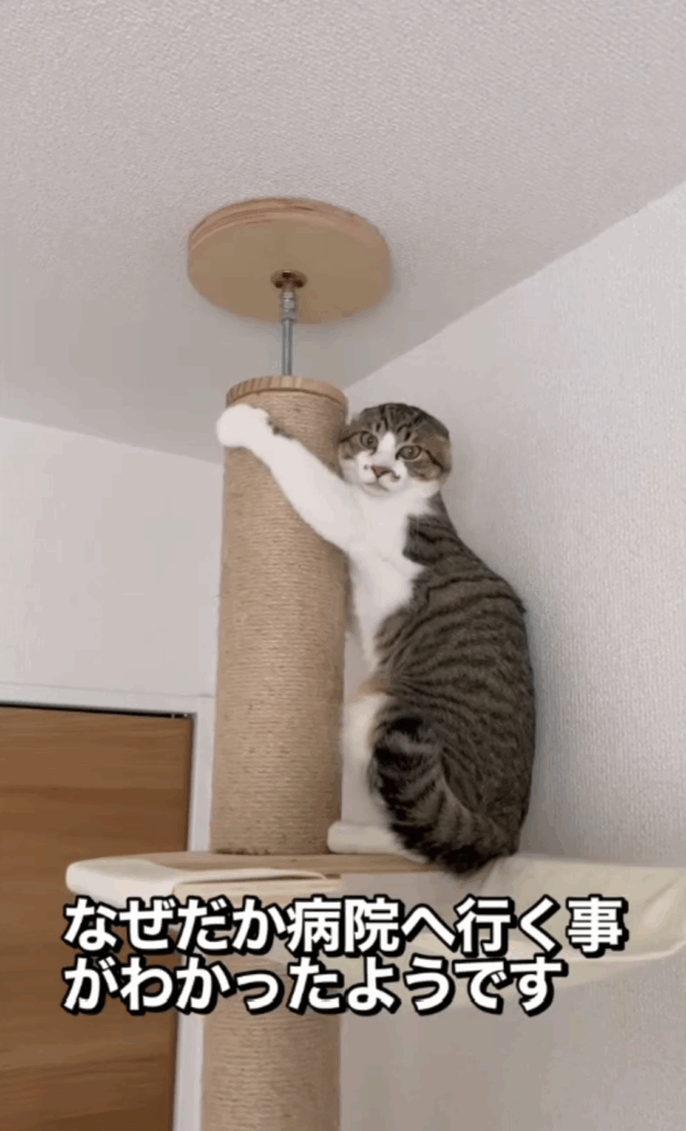 【実際の写真5枚】　飼い主さんが見た光景