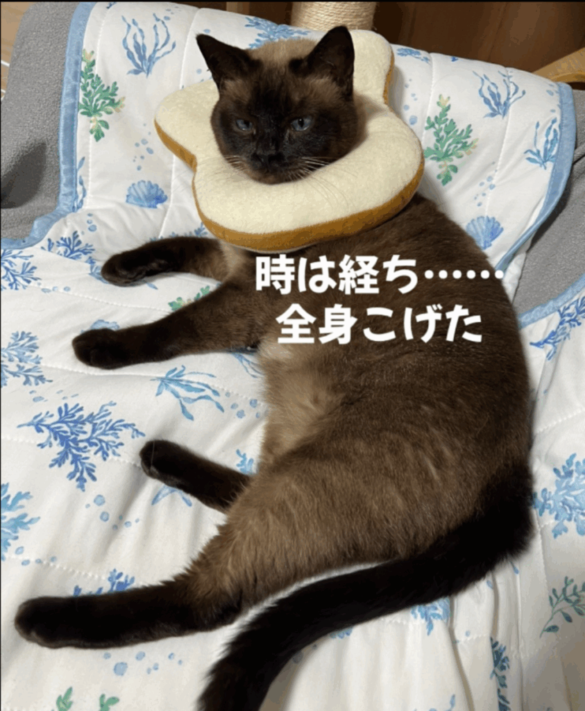 全身黒くなった（@kogekogemarukogeさんより提供）