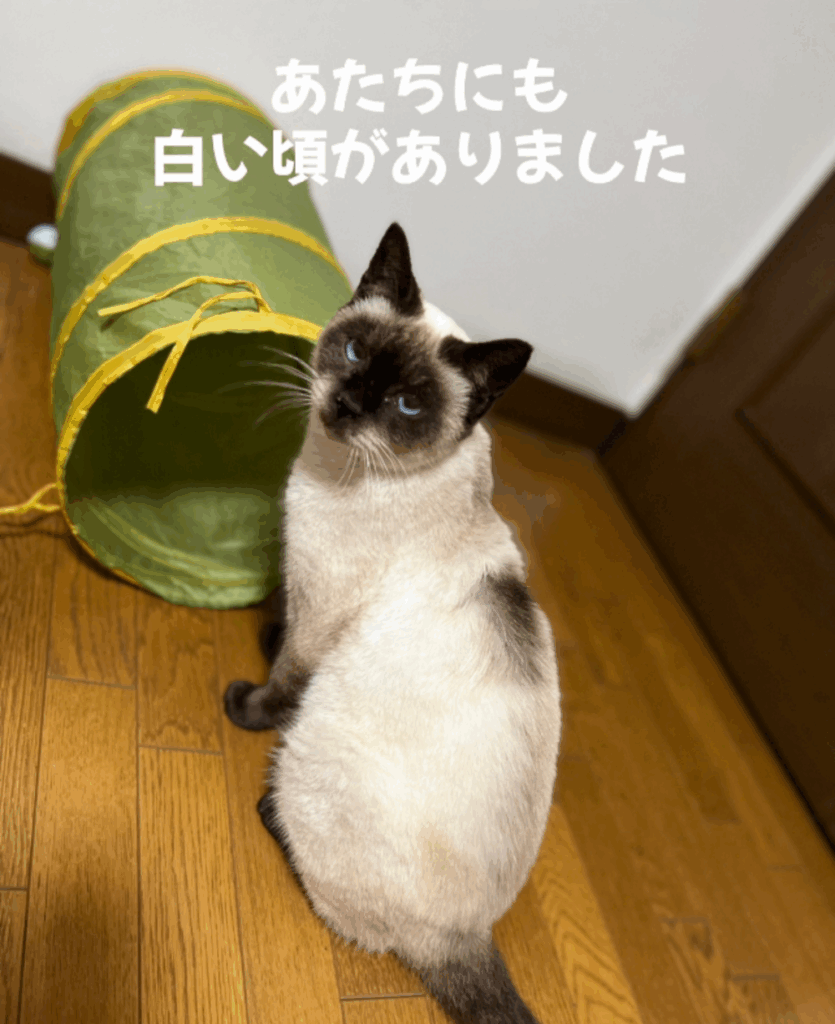 【実際の写真5枚】　３年後のねこの様子