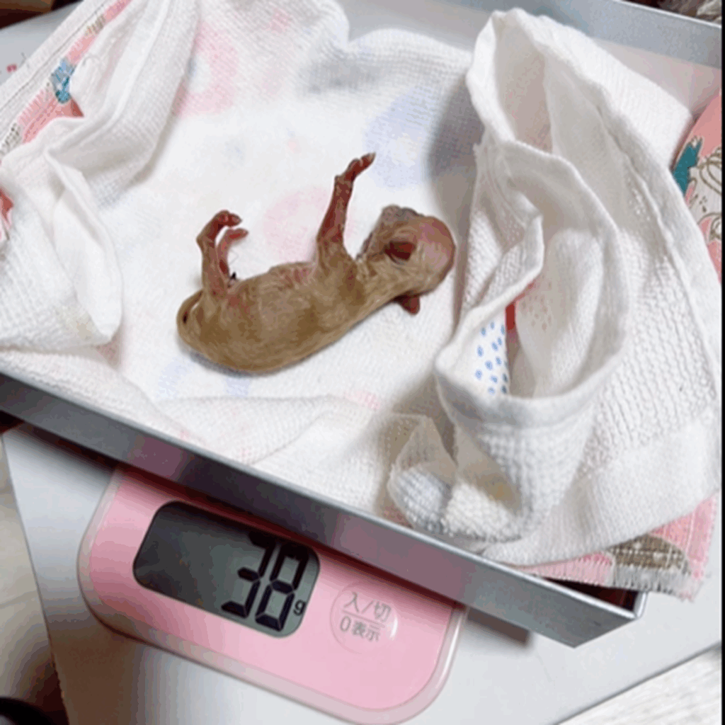 ミラちゃんの体重はわずか38ｇ（＠mocha_kona0615さんより提供）