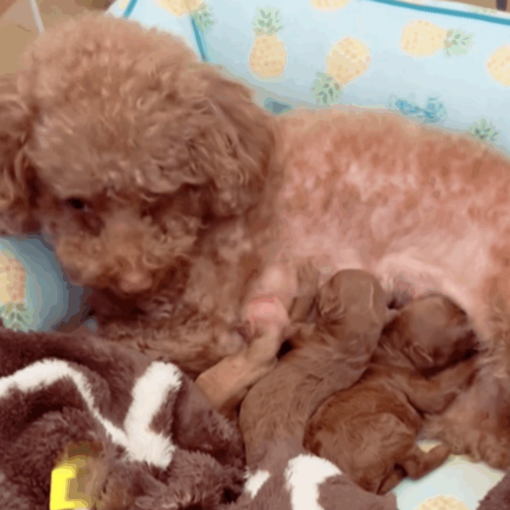 母乳を飲めるほどに成長（＠mocha_kona0615さんより提供）